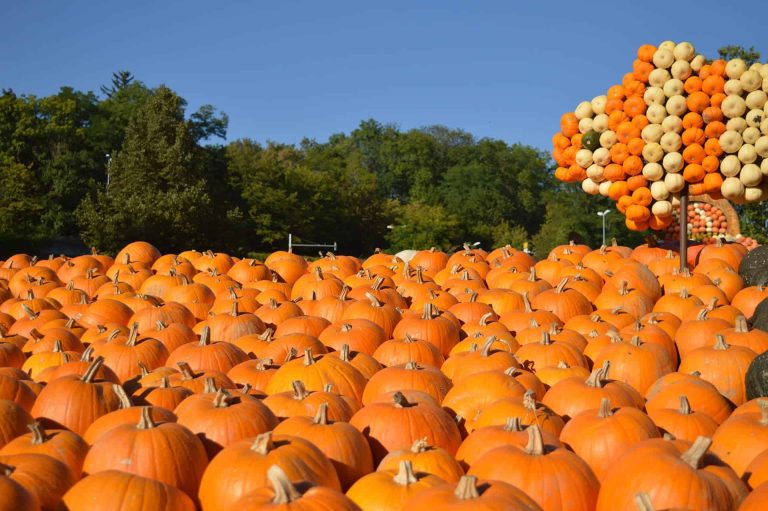 Pumpkin Festival